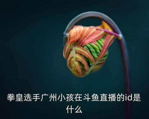 拳皇選手廣州小孩在斗魚直播的id是什么
