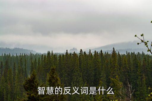智慧的反義詞是什么
