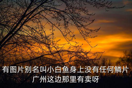 廣州魚的照片，廣東省普寧市哪些魚比較常見帶圖片最好還有它們吃什么