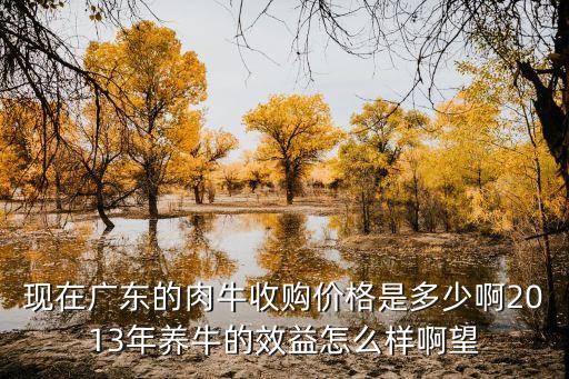 現(xiàn)在廣東的肉牛收購價(jià)格是多少啊2013年養(yǎng)牛的效益怎么樣啊望