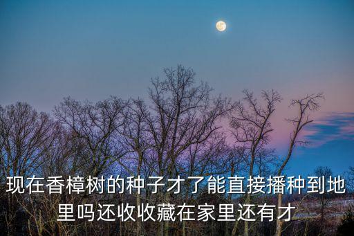 現在香樟樹的種子才了能直接播種到地里嗎還收收藏在家里還有才