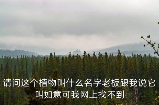 請問這個植物叫什么名字老板跟我說它叫如意可我網上找不到