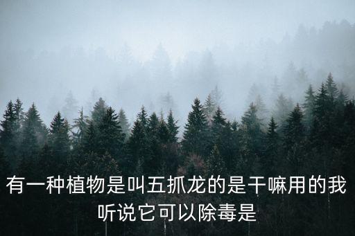 五爪金龍花，這是什么植物