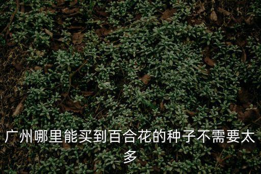 廣州哪里能買到百合花的種子不需要太多