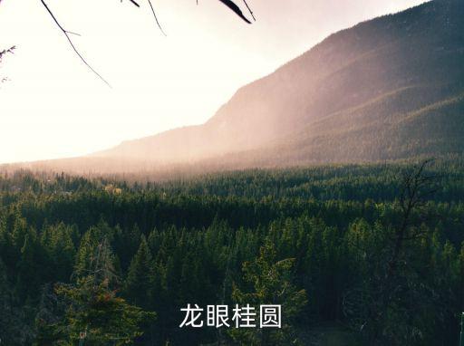 龍眼桂圓，龍眼是桂圓嗎