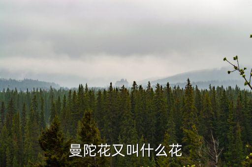 曼陀花又叫什么花