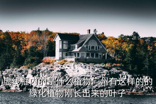 廣州旋轉樓梯機位，虛線框內的是什么植物廣州有這樣的的綠化植物剛長出來的葉子