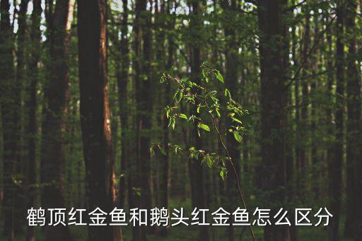 鵝頭紅金魚，肚子圓的像個球 頭上像鵝頭紅的小金魚叫什么名字