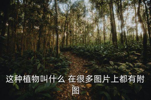 水蜈蚣圖片，靈異圖片