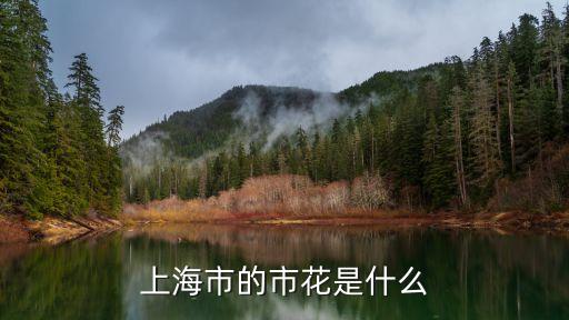 上海市花白玉蘭高清長圖，上海市花