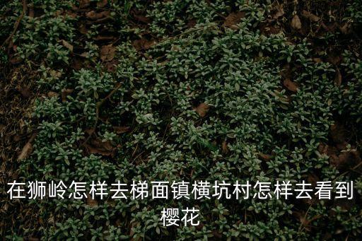 在獅嶺怎樣去梯面鎮(zhèn)橫坑村怎樣去看到櫻花
