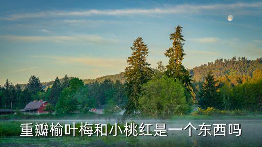 重瓣榆葉梅，重瓣榆葉梅和小桃紅是一個(gè)東西嗎