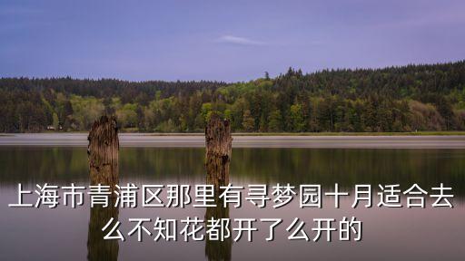 上海市青浦區(qū)那里有尋夢(mèng)園十月適合去么不知花都開(kāi)了么開(kāi)的