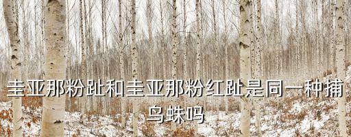 圭亞那粉趾，圭亞那粉趾和圭亞那粉紅趾是同一種捕鳥蛛嗎