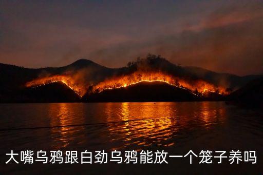大嘴烏鴉跟白勁烏鴉能放一個籠子養(yǎng)嗎