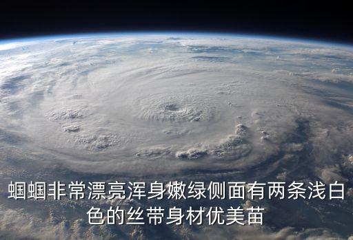 蟈蟈非常漂亮渾身嫩綠側(cè)面有兩條淺白色的絲帶身材優(yōu)美苗
