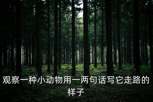 觀察一種小動物用一兩句話寫它走路的樣子