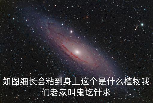 柳葉鬼針草，如圖細(xì)長(zhǎng)會(huì)粘到身上這個(gè)是什么植物我們老家叫鬼圪針求
