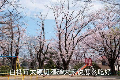 樺樹茸食用方法，樺樹茸磨成粉怎樣服用