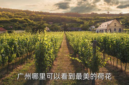 2020廣州看荷花，廣州哪里有荷花看幾月份呢
