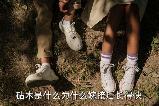 砧木，砧木是什么何處可以購買鉆木種子