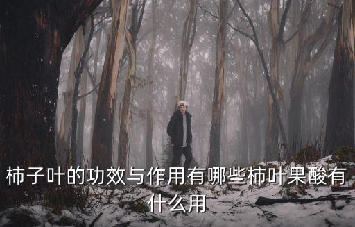 柿子葉的功效與作用有哪些柿葉果酸有什么用