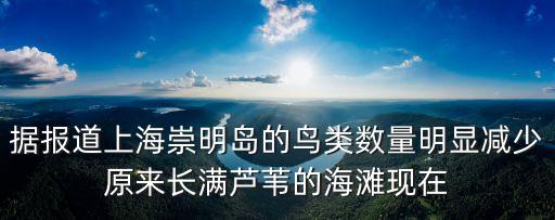 據報道上海崇明島的鳥類數量明顯減少原來長滿蘆葦的海灘現在