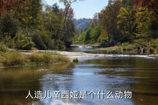辛西婭，人造兒辛西婭是個什么動物
