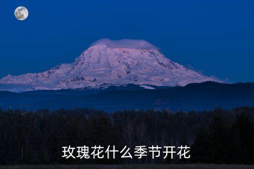 玫瑰花什么季節(jié)開花