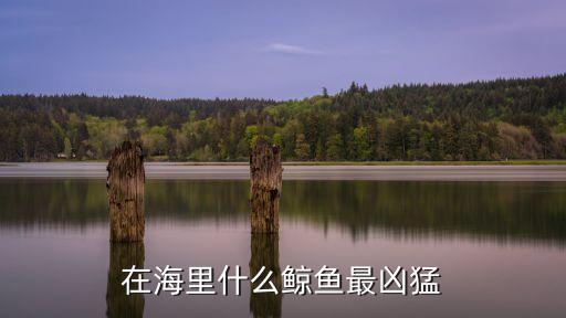 最兇猛的鯨魚，在海里什么鯨魚最兇猛