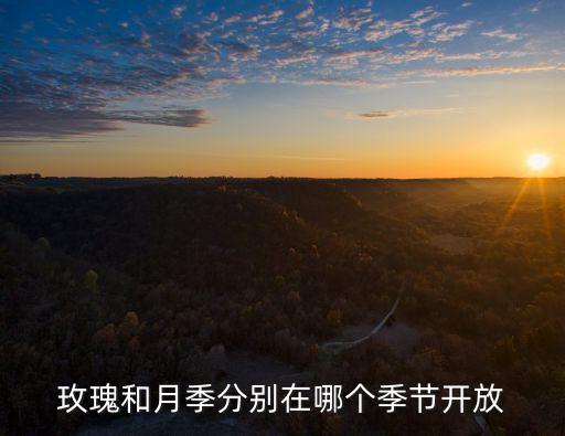 玫瑰花什么季節開，玫瑰花什么季節開花