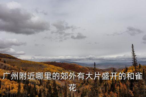 廣州附近哪里的郊外有大片盛開(kāi)的和雀花
