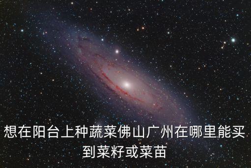 想在陽臺(tái)上種蔬菜佛山廣州在哪里能買到菜籽或菜苗