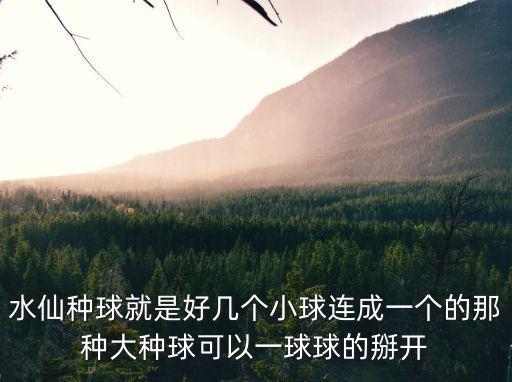 水仙種球，水仙種球就是好幾個小球連成一個的那種大種球可以一球球的掰開
