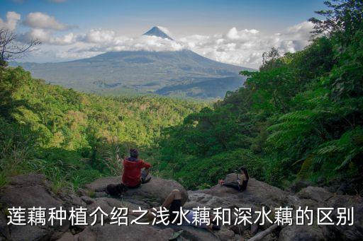 深蓮藕，蓮藕種植介紹之淺水藕和深水藕的區別