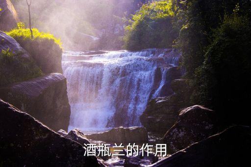 酒瓶蘭，酒瓶蘭的花語(yǔ)是什么