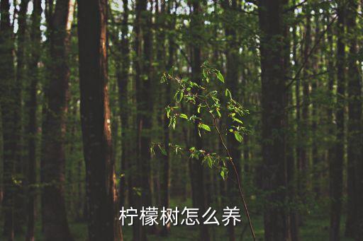 檸檬樹，對檸檬樹有什么見解