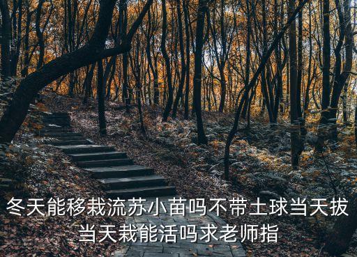 冬天能移栽流蘇小苗嗎不帶土球當天拔當天栽能活嗎求老師指