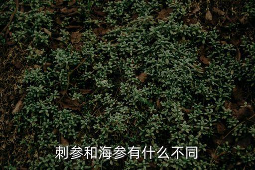 刺參和海參的區(qū)別，刺參和海參的區(qū)別
