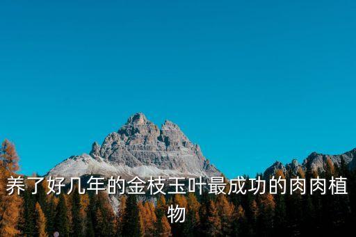 金枝玉葉植物，這是一種什么植物