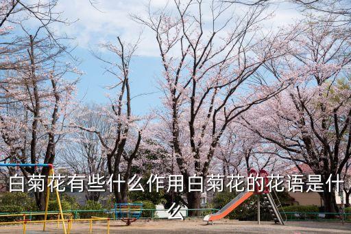 白菊花，白菊花有何功效
