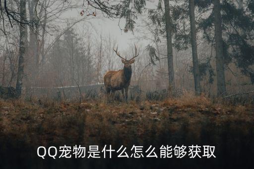 頭像寵物，qq最可愛的動物頭像