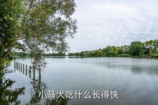 小馬犬圖片，小馬犬吃什么長得快
