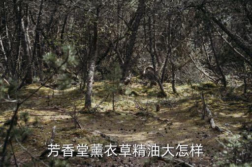 芳香堂，芳香堂薰衣草精油大怎樣