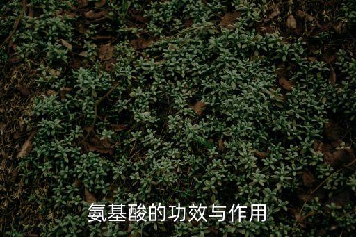 氨基酸的功效與作用