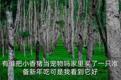 有誰把小香豬當寵物嗎家里買了一只準備新年吃可是我看到它好