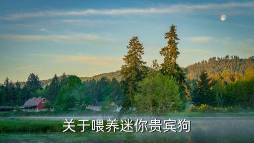 迷你貴賓犬，關(guān)于喂養(yǎng)迷你貴賓狗