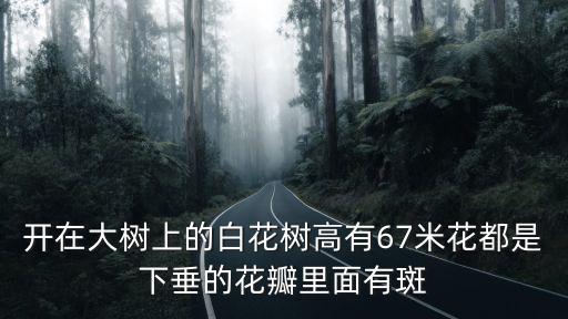 開在大樹上的白花樹高有67米花都是下垂的花瓣里面有斑