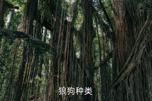 狼狗品種，狼狗的品種都有哪些