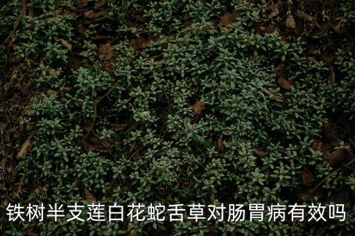 鐵樹半支蓮白花蛇舌草對腸胃病有效嗎